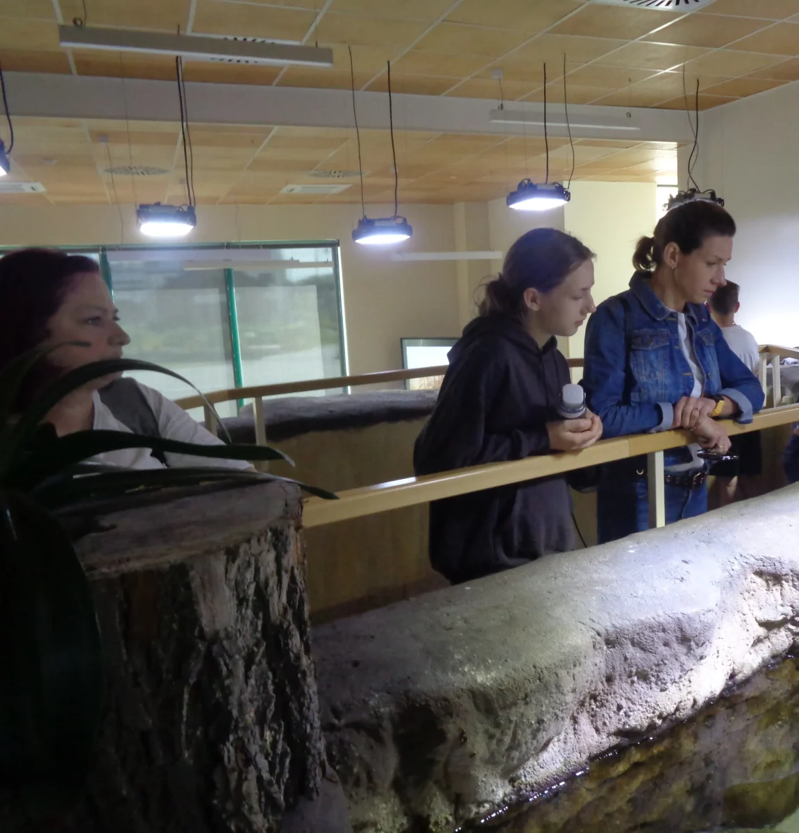 Nidarium